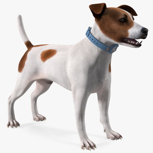 3D Jack Russell Terrier with Apple Dog Tracker model