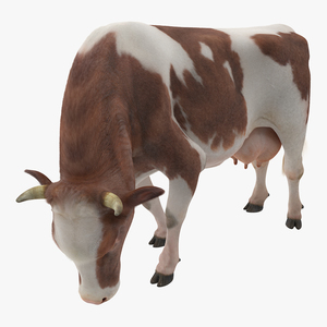 3D Holstein Cow Eating Pose with Fur model