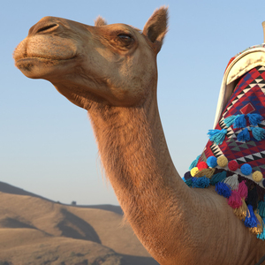 3D Camel with Decorated Saddle Fur