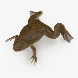 3D model African Claw-toe Frog Standard Pose