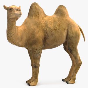 3D Bactrian Camel Standing Pose model