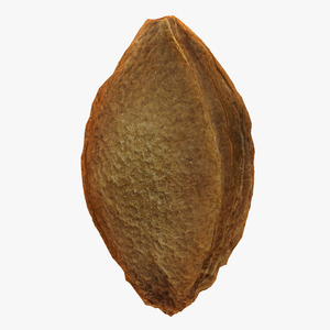 Apricot Kernel 3D model