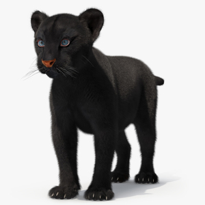 3D model Black Panther Cub Standing Pose with Fur