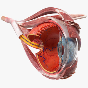 3D model Cross-Section of the Human Eye Left Part