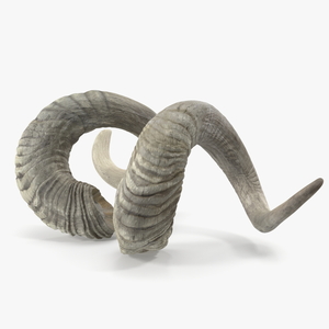 3D Old Ram Horns model