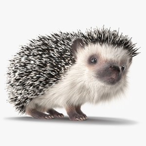 White Standing Hedgehog Fur 3D