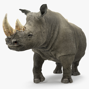 Rhino Standing Pose 3D model