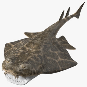 3D Angel Shark Attack Pose model