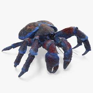 Coconut Crab 3D