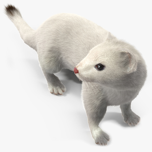 3D model White Ermine Lifelike Pose Fur