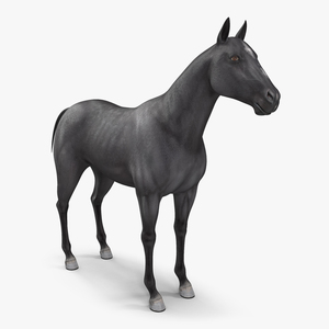 3D Horse Black