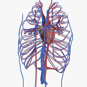 Human Cardiovascular System 3D