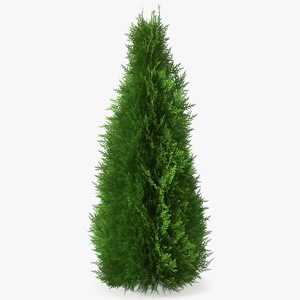 3D Chinese Arborvitae model