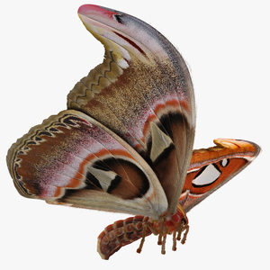 Attacus Atlas Moth Flying Pose with Fur 3D model