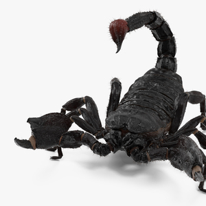 Realistic Scorpion Rigged with Fur 3D model
