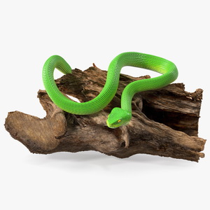 3D Hanging Trunk Green Snake Trimeresurus model