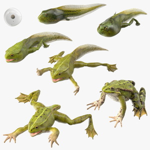 Frog Life Cycle Stages Rigged 3D model