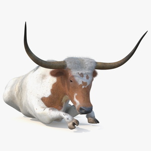 3D model Lying Longhorn Bull White Color Fur