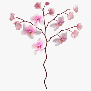 Phalaenopsis Orchid Stem 3D model