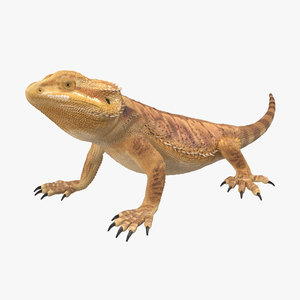 3D Bearded Dragon Pose 2