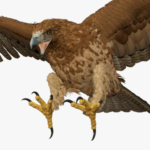 Gurney Eagle Attacking Pose 3D