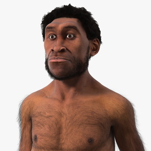 3D Homo Erectus Fur Rigged model