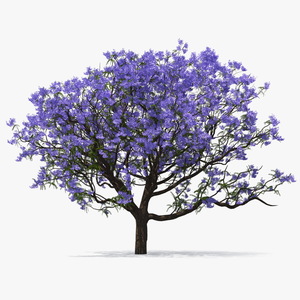 3D Blooming Jacaranda Tree model