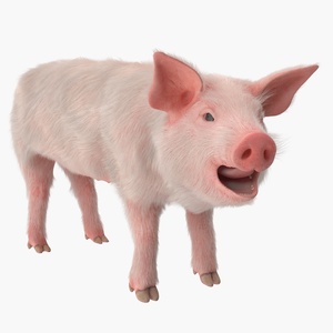 3D model Pig Piglet Landrace with Fur Rigged