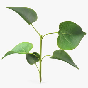 Branch with Green Leaves 3D model