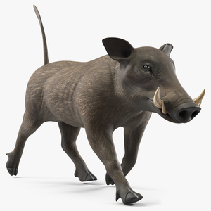 3D model Phacochoerus Africanus Walking Pose