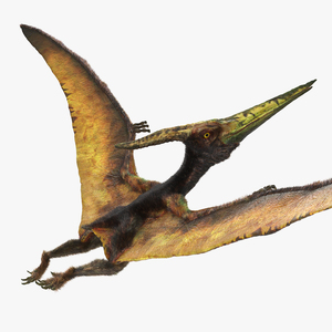 3D Pteranodon Flying Carnivorous Reptile Flying Pose with Fur model