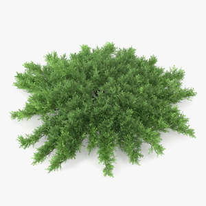 Juniperus Sabina Green 3D