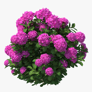 3D Hydrangea Macrophylla Pink Annabelle