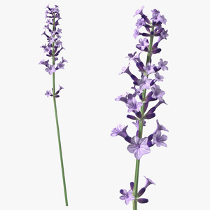 3D model Flower Lavender Stem