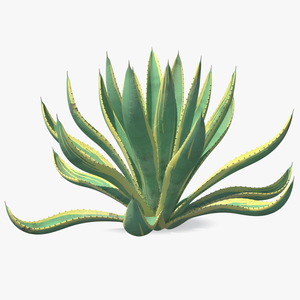 Agave Americana Century Plant 3D model