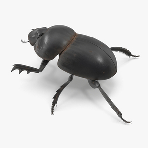 3D Soil Beetle Dirty Rigged Fur model