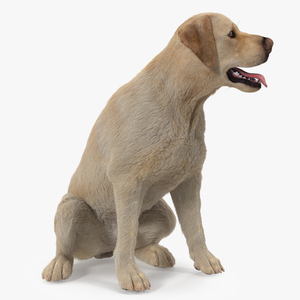 3D model Labrador Dog White Sitting Fur