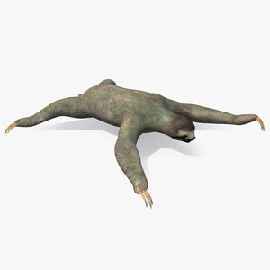 Sloth 3D model