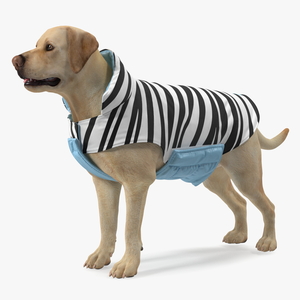 Labrador Wearing Zebra Coat 3D