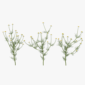 Matricaria Chamomilla Flower Set 3D