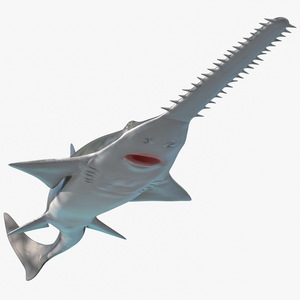 Sawfish Attack Pose 3D model