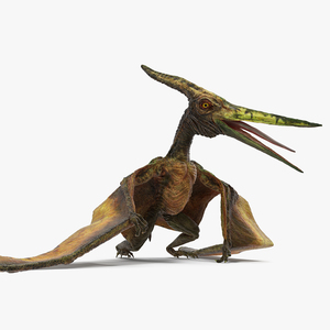 3D Pteranodon Flying Carnivorous Reptile Standing Pose