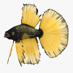 3D Betta Fish Rigged for Cinema 4D