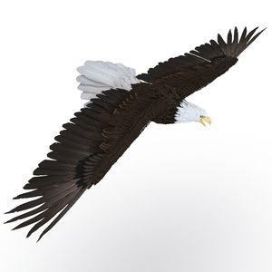 Bald Eagle Pose 7 3D