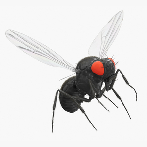 Drosophila Fly Black In Flight Fur 3D model