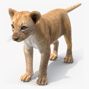 3D model Lion Cub