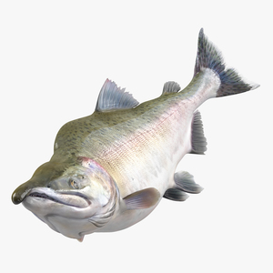 Pink Salmon Swiming Pose 3D model