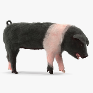 3D Hampshire Pig Piglet with Fur Standing Pose model