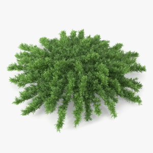 3D Savin Juniper Large Shrub Green