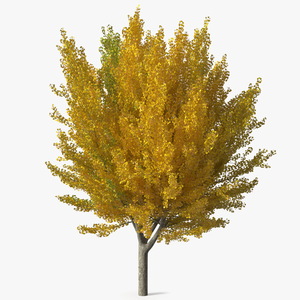 Ginkgo Tree Multicolored 3D model